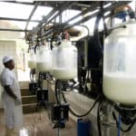 Preço do leite pago ao produtor apresenta queda de 6,2% em dezembro, informa Cepea