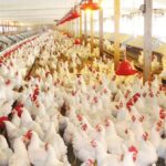Não há risco de interdição do comércio após casos de influenza aviária, diz secretário do ES