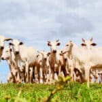 Volume exportado de carne bovina registra 152,7 mil toneladas em dezembro