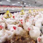 Espírito Santo reforça medidas para evitar influenza aviária após casos na Argentina e Uruguai