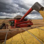 Impulsionada pelo milho, produção de grãos no Espírito Santo é estimada em 55,3 mil toneladas na safra 2023/24