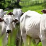 Vaca Louca: especialistas orientam que produtores não devem alimentar o rebanho com produtos de origem animal