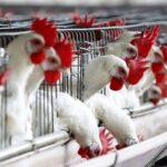 Casos de influenza aviária no Espírito Santo leva Brasil a decretar emergência zoossanitária