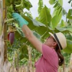 Produtores capixabas investem em técnica que aumenta em até três vezes o plantio de banana