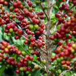 Produção de café está estimada em 13,65 milhões de sacas no Espírito Santo, queda de 18,4% em 2023
