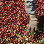 Exportação de café cai 19% em 5 meses, mas Cecafé estima avanço com a chegada da nova safra