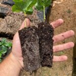 Pesquisadores capixabas testam o uso de papel biodegradável no plantio de mudas de café