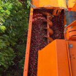 Mecanização é alternativa para suprir falta de mão de obra na colheita de café no ES
