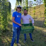 Campo de lúpulo privado em Viana faz primeira colheita após cinco meses de plantio
