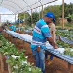 Pesquisas capixabas impulsionam o cultivo de morango em São Pedro Frio, Colatina