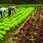 Mais de 28 milhões de pessoas ocupam vagas no mercado de trabalho do agronegócio