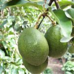 Cultivo de abacate em plantações de café impulsiona a rentabilidade dos produtores capixabas