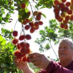 Produtores de Guarapari investem no cultivo de fruta exótica e rentável: o rambutan