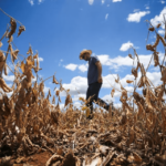 Temperaturas elevadas: mudanças climáticas geram prejuízos para a agricultura no Espírito Santo