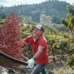 Brasil pode superar Vietnã e liderar produção mundial de café conilon em cinco anos