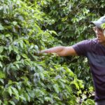 Produção de café carbono neutro amplia possibilidades de produtores capixabas