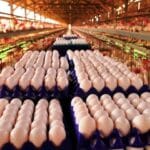 Produção de ovos cresce no Espírito Santo e atinge 4,5 bilhões de unidades em 2023