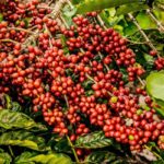 Espírito Santo recebe investimento de R$ 8,5 milhões para pesquisa e desenvolvimento sustentável na produção cafeeira