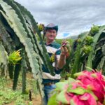 Produtores do ES buscam alternativas para proteger pitayas dos ataques de pássaros e garantir colheita