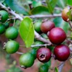 Pesquisa capixaba identifica novas espécies de árvores frutíferas com potencial para extração de óleos essenciais