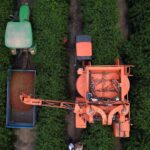 Mecanização na colheita de café conilon no ES surge como alternativa à escassez de trabalhadores