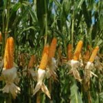 Produção de grãos no ES pode atingir 54,9 mil toneladas, com destaque para o milho