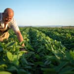 Salários no agro tem forte alta desde o período pré-pandemia; ES se destaca com expansão de 24,3%