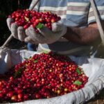 Preço do café vai continuar subindo? Entenda o cenário