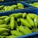 Com produção de 300 toneladas mensais, Cariacica se destaca como um dos maiores produtores de banana orgânica no Brasil