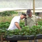 Agricultores apostam no cultivo de morango em uma das cidades mais quentes do Espírito Santo