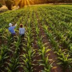 Terras agrícolas negociadas em bolsa: vale a pena investir?
