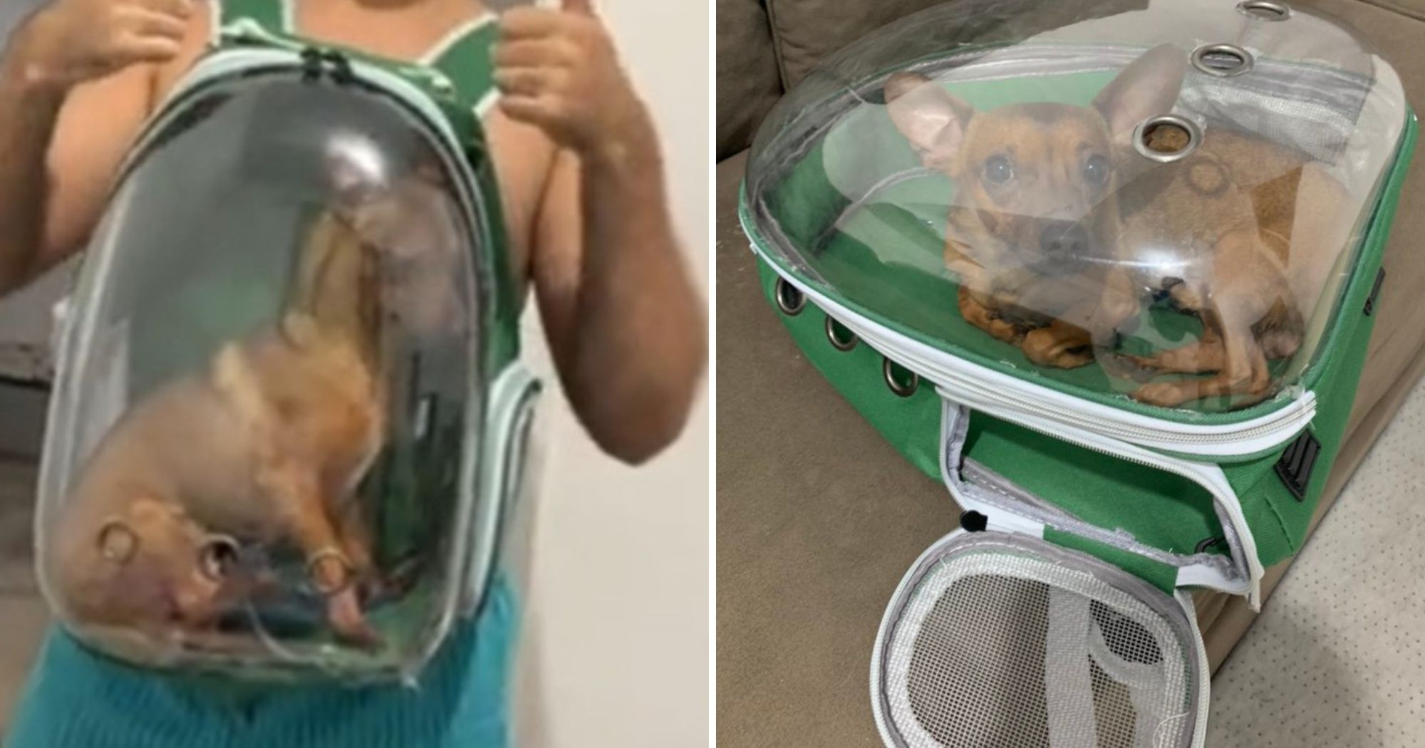 Capixaba viraliza com vídeo fofo do pinscher Zeca em mochila para cães -  Pedro Permuy