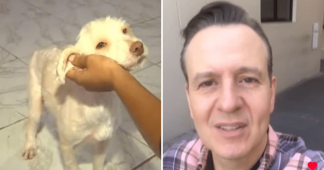 Zucatelli, da Record, reage a reportagem de CAzinho, cão que "adotou" repórter da TV Vitória (Foto: TV Vitória/Record/Reprodução)