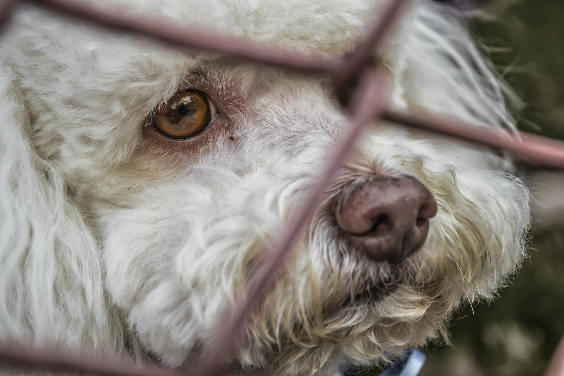 É Crime agredir ou matar um animal indefeso!