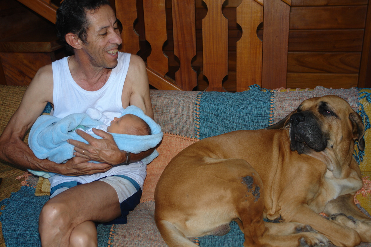 DOG FUNCIONAL: O FILA BRASILEIRO - Brazilian Mastiff - Outra versões da  História do nosso maior cão.