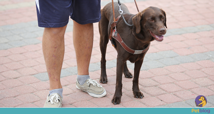 Guia De Treino Para Filhotes De Cachorro: A Guia Para